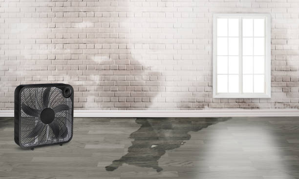 Best Water damage cleanup near me  in Fairview, CA